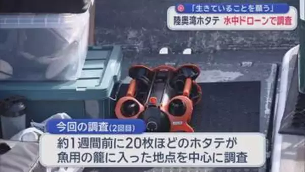 陸奥湾ホタテ 水中ドローンで生育調査　「生きていることを願う」