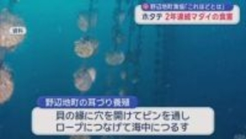 「これほどとは…」　陸奥湾ホタテ２年連続でマダイの食害