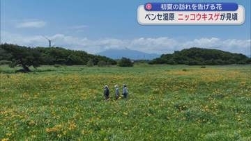 ニッコウキスゲ見頃　つがる市のベンセ湿原に初夏の訪れ