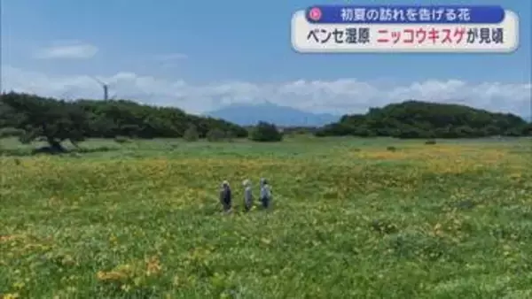 ニッコウキスゲ見頃　つがる市のベンセ湿原に初夏の訪れ