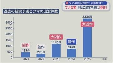 「ブナの実」2026年秋の結実予測は“並作”　クマの出没件数への影響は？