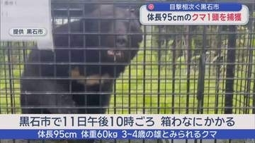 目撃相次ぐ黒石市　体長95㎝のクマ1頭を捕獲／青森県