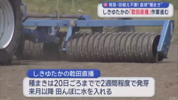 多収米「しきゆたか」の乾田直播　育苗・田植え不要！直接種まき