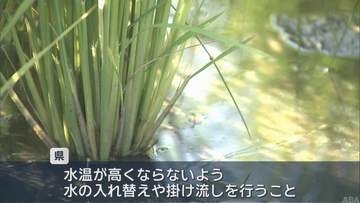 水稲出穂割合　稲の生育　進ちょく率84％