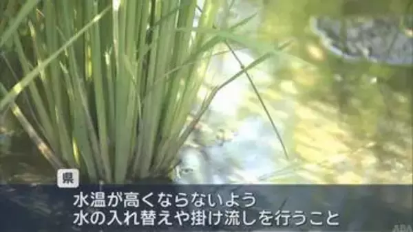 水稲出穂割合　稲の生育　進ちょく率84％