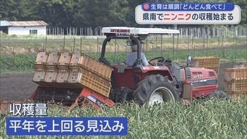 生育は順調「どんどん食べて」　青森県南でニンニクの収穫始まる