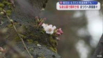 気温急降下も…　弘前公園で胴吹き桜　まつりへの準備着々