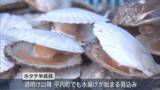 「【独自】陸奥湾ホタテの主力　半成貝の水揚げ始まる／青森・外ケ浜町」の画像1