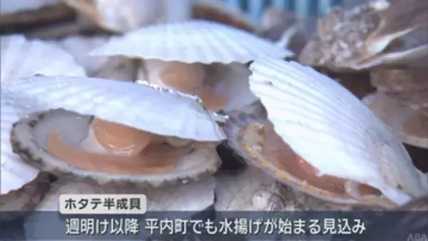 【独自】陸奥湾ホタテの主力　半成貝の水揚げ始まる／青森・外ケ浜町