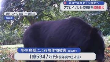 クマ・イノシシの農作物被害が過去最大　青森県 新たな対策費用補助も