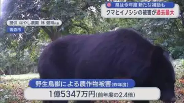 クマ・イノシシの農作物被害が過去最大　青森県 新たな対策費用補助も