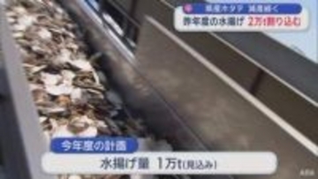 青森県産ホタテ　2025年度の水揚げ2万ｔ割り込む