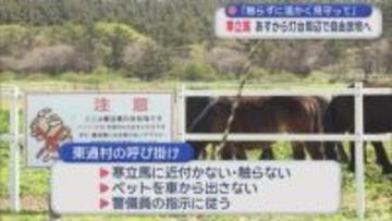 東通村「寒立馬」 5月から灯台周辺で自由放牧へ　「触らずに温かく見守って」
