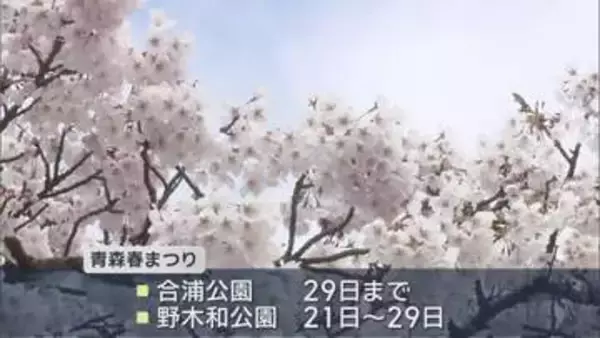 「青森春まつり」開幕　合浦公園のソメイヨシノ満開