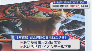 岩合光昭の「日本ねこ歩き」　写真展あす17日開幕／青森・おいらせ町