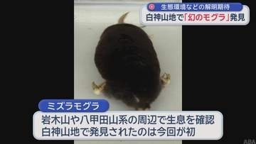 生態環境などの解明期待　白神山地で「幻のモグラ」発見
