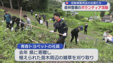 弘前市で森林整備のボランティア　植えた苗周辺の雑草刈り取り