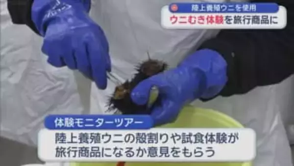 陸上養殖ウニを使用　ウニむき体験を旅行商品に／青森県むつ市