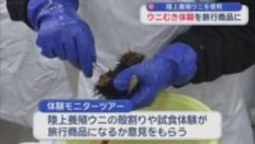 陸上養殖ウニを使用　ウニむき体験を旅行商品に／青森県むつ市