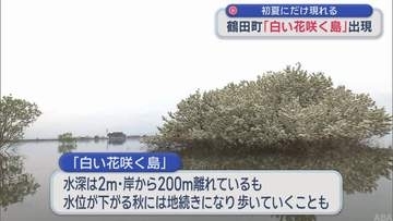 初夏にだけ出現 “白い花咲く島”／青森・鶴田町
