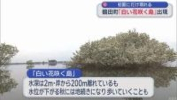 初夏にだけ出現 “白い花咲く島”／青森・鶴田町