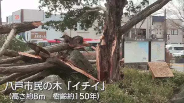 びっくり！八戸駅前「イチイの木」幹折れる　台風並みの強風で ”玄関口のシンボル” 撤去に