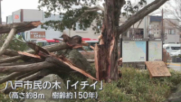 びっくり！八戸駅前「イチイの木」幹折れる　台風並みの強風で ”玄関口のシンボル” 撤去に