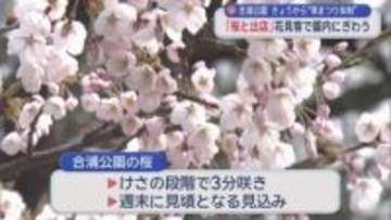 「青森春まつり」準まつり体制スタート　合浦公園 花見客でにぎわう