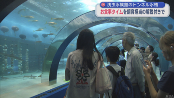 トンネル水槽のお食事タイム　浅虫水族館飼育担当の解説付きで