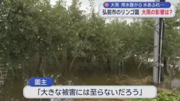 【再び大雨】 弘前市のリンゴ園の被害は…