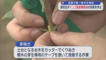 全国で唯一苗木を育成　高校生がリンゴ高密植栽培の技術を学ぶ