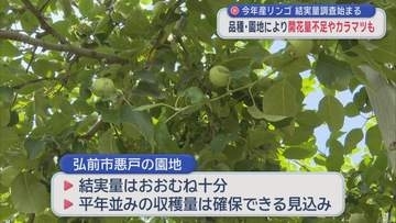 今年産リンゴ 結実量調査始まる　品種・園地により開花量不足やカラマツも