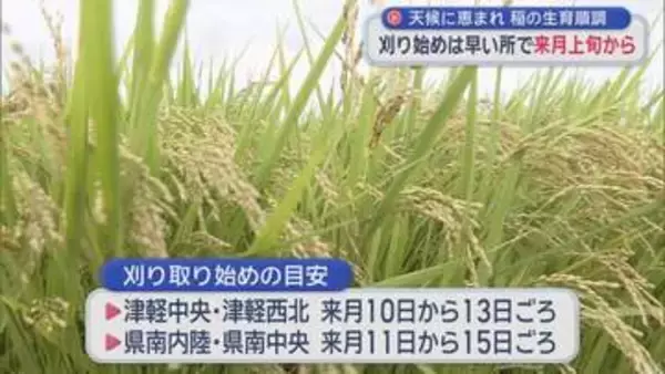 青森県内 稲の刈り始めは早い所で9月上旬から　天候に恵まれ生育順調