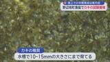 「陸上での中間育成は青森県内初　野辺地町漁協でカキの試験養殖」の画像1