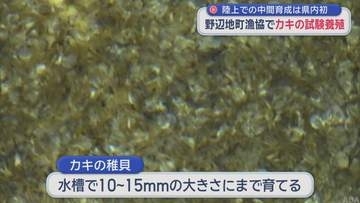 陸上での中間育成は青森県内初　野辺地町漁協でカキの試験養殖