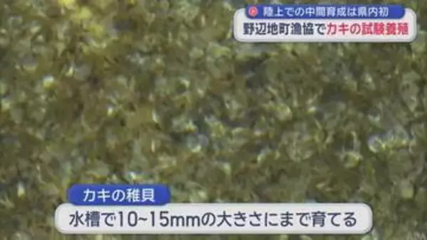 陸上での中間育成は青森県内初　野辺地町漁協でカキの試験養殖