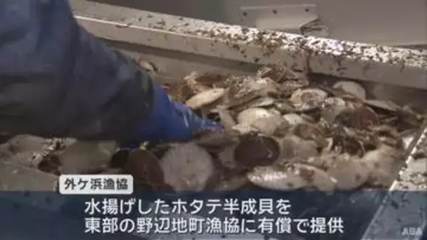 陸奥湾ホタテの再生へ　外ケ浜漁協から野辺地町漁協へ半成貝を融通
