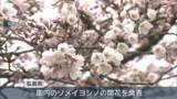 「弘前公園 園内のソメイヨシノが開花　観測史上2番目の早咲き」の画像1