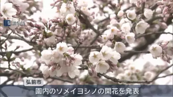 弘前公園 園内のソメイヨシノが開花　観測史上2番目の早咲き