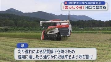 【青森・深浦町】津軽地方に実りの秋が到来　「まっしぐら」稲刈り始まる