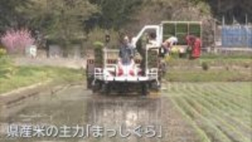 青森県の県南地方で田植え始まる
