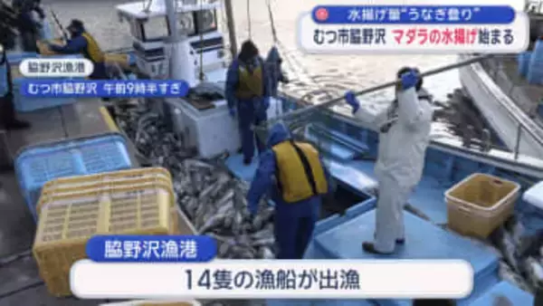 水揚げ量“うなぎ登り”　むつ市脇野沢　マダラの水揚げ始まる