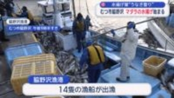 水揚げ量“うなぎ上り”　むつ市脇野沢　マダラの水揚げ始まる