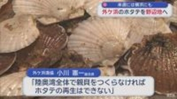 陸奥湾内でホタテを融通　外ケ浜の半成貝を野辺地へ　次週には横浜にも