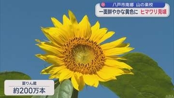 「山の楽校」 一面鮮やかな黄色に　ヒマワリ見頃／八戸市南郷