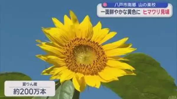 「山の楽校」 一面鮮やかな黄色に　ヒマワリ見頃／八戸市南郷