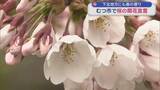 「下北地方にも春の便り　むつ市で桜の開花宣言」の画像1