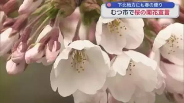 下北地方にも春の便り　むつ市で桜の開花宣言