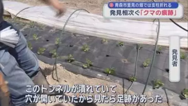 【青森市内 クマ出没】畑の農業資材も破壊