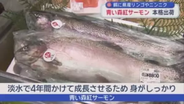 餌に県産リンゴやニンニク　青い森紅サーモン　本格出荷